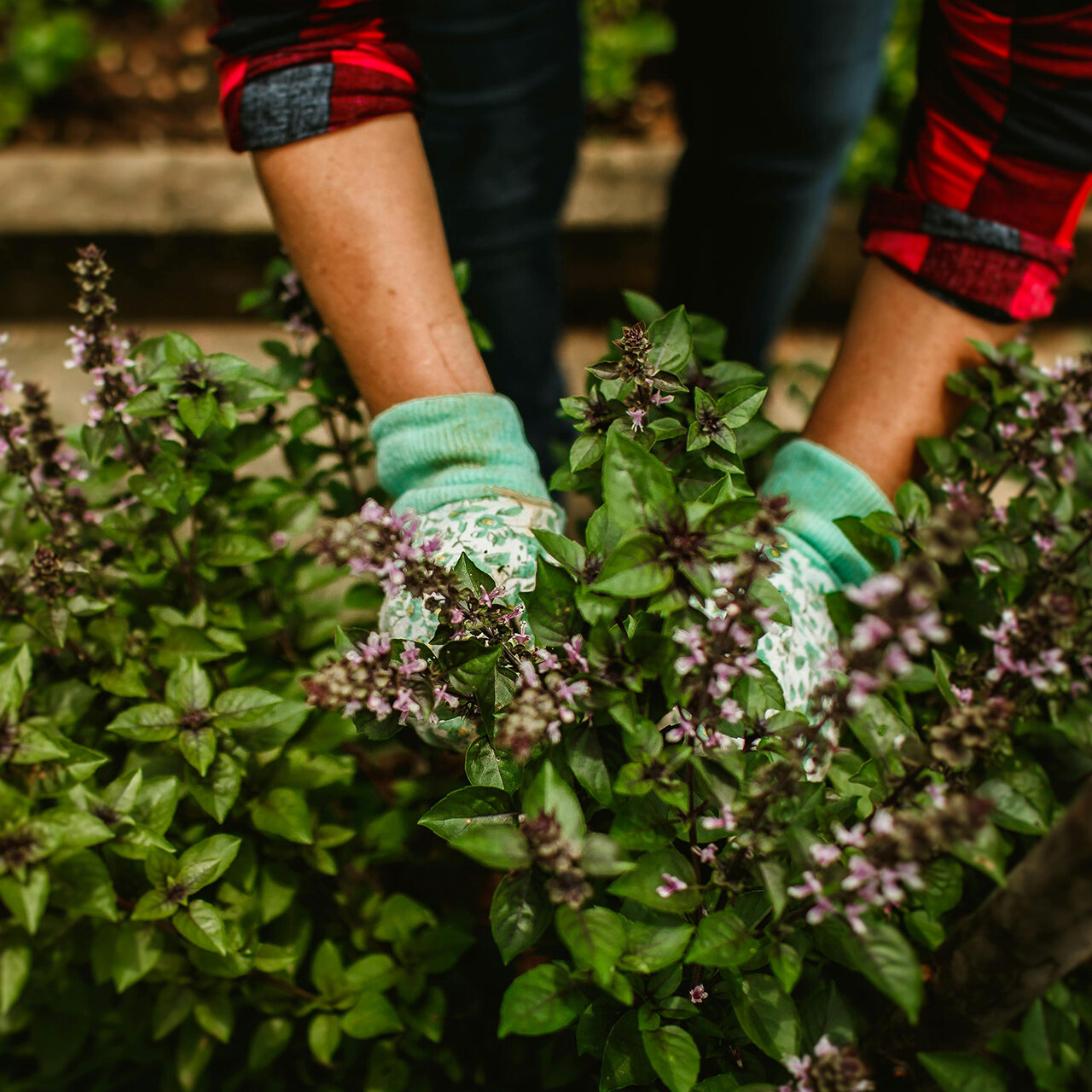 pexels-helenalopes-27177519